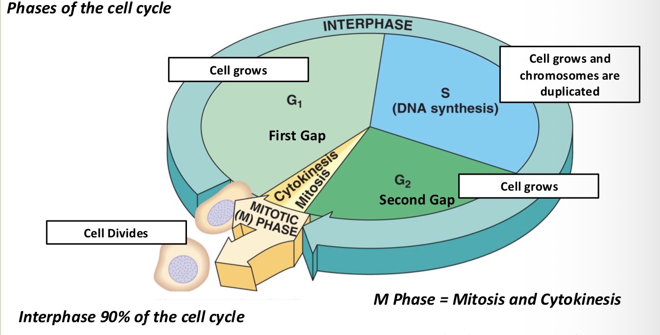 <p>M phase, G1 Phase, S Phase and G2 Phase</p>