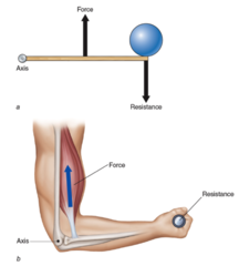 <p>fulcrum at the end, effort in the middle; tweezers, baseball bat (mechanical advantage is always less than 1, movement arm same side as fulcrum)</p>