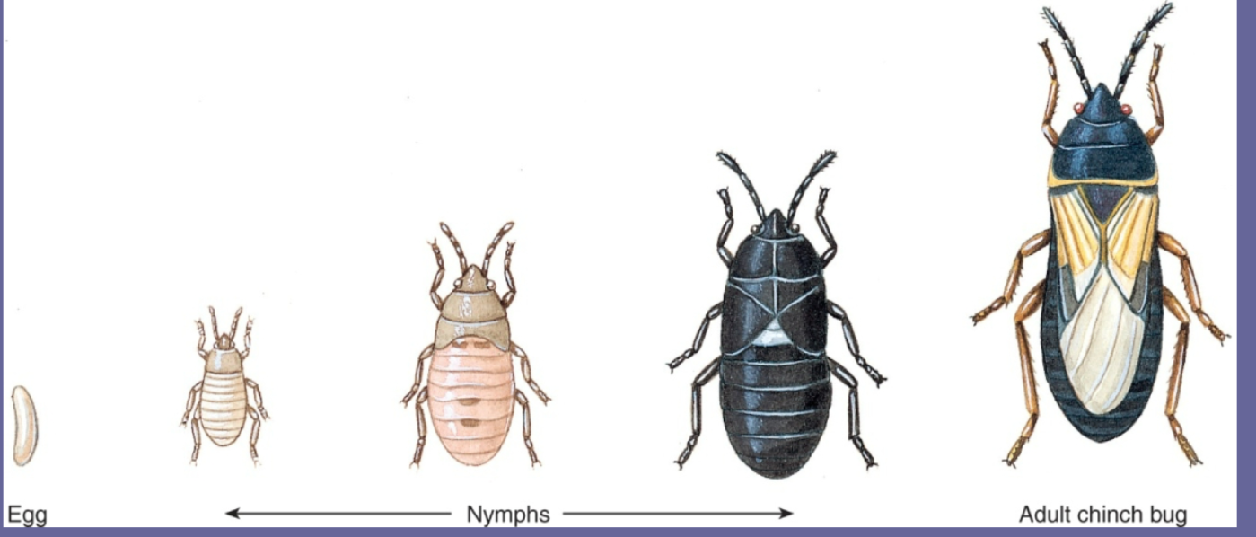 <p>winged, incomplete</p><p>metamorphosis</p>