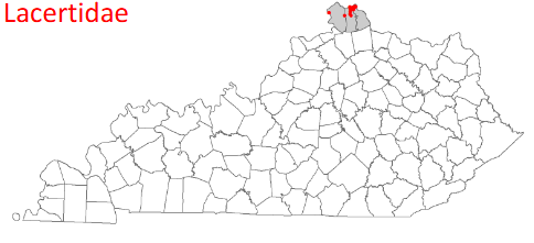 <p>Podarcis muralis</p>