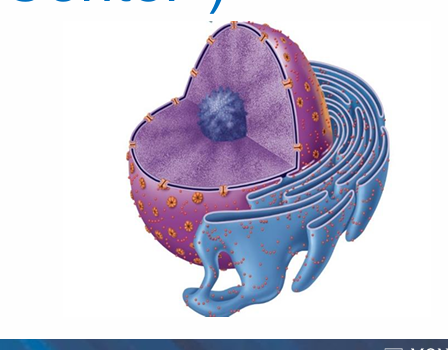 <ul><li><p>The largest organelle in the cell</p></li></ul><p></p>