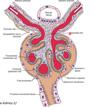 <p>podocytes are in the visceral layer of the bowmans capsule</p><p></p><p>bowman capsule is ultra filtrate</p>