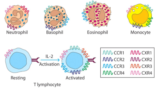 <p>nee, de meeste leukocyten coderen voor meerdere chemokinereceptoren</p>