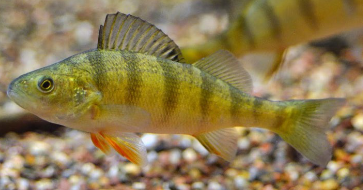 <p>When this streamlined body shape is sacrificed, as in the next 3 examples (pufferfish, flounder, seahorse), _____ is lost in exchange for an adaptation.</p>