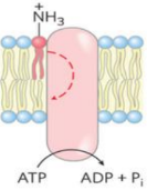 <p>moves phospholipids from the outer layer to the inner layer</p><p>requires ATP</p>