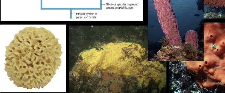 <p>phylum, class, sponge type</p>