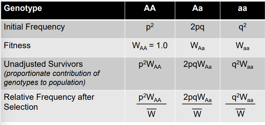<p>Formula for average fitness</p>