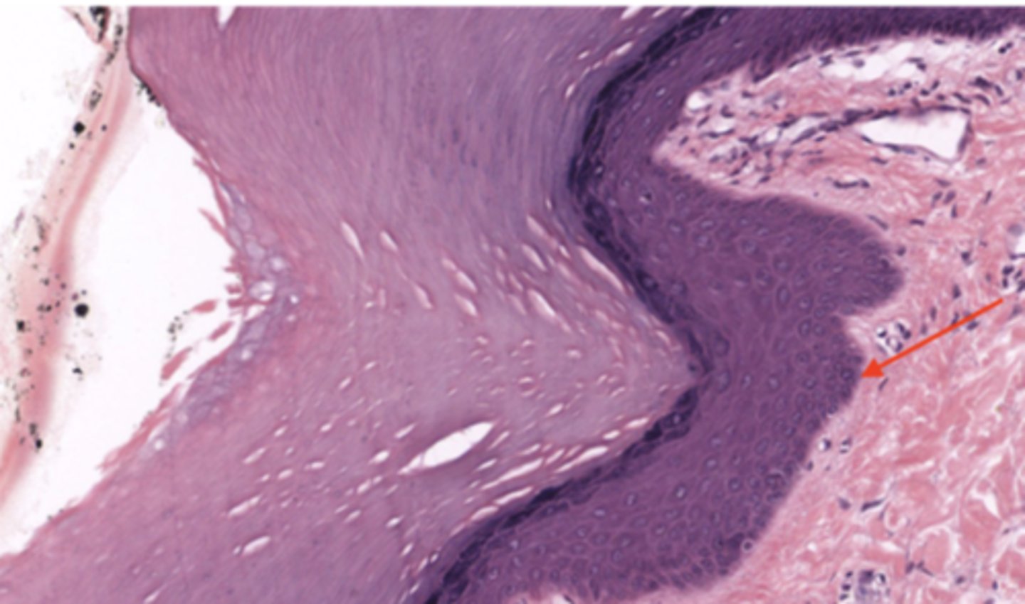 <p>Identify the specific layer</p>
