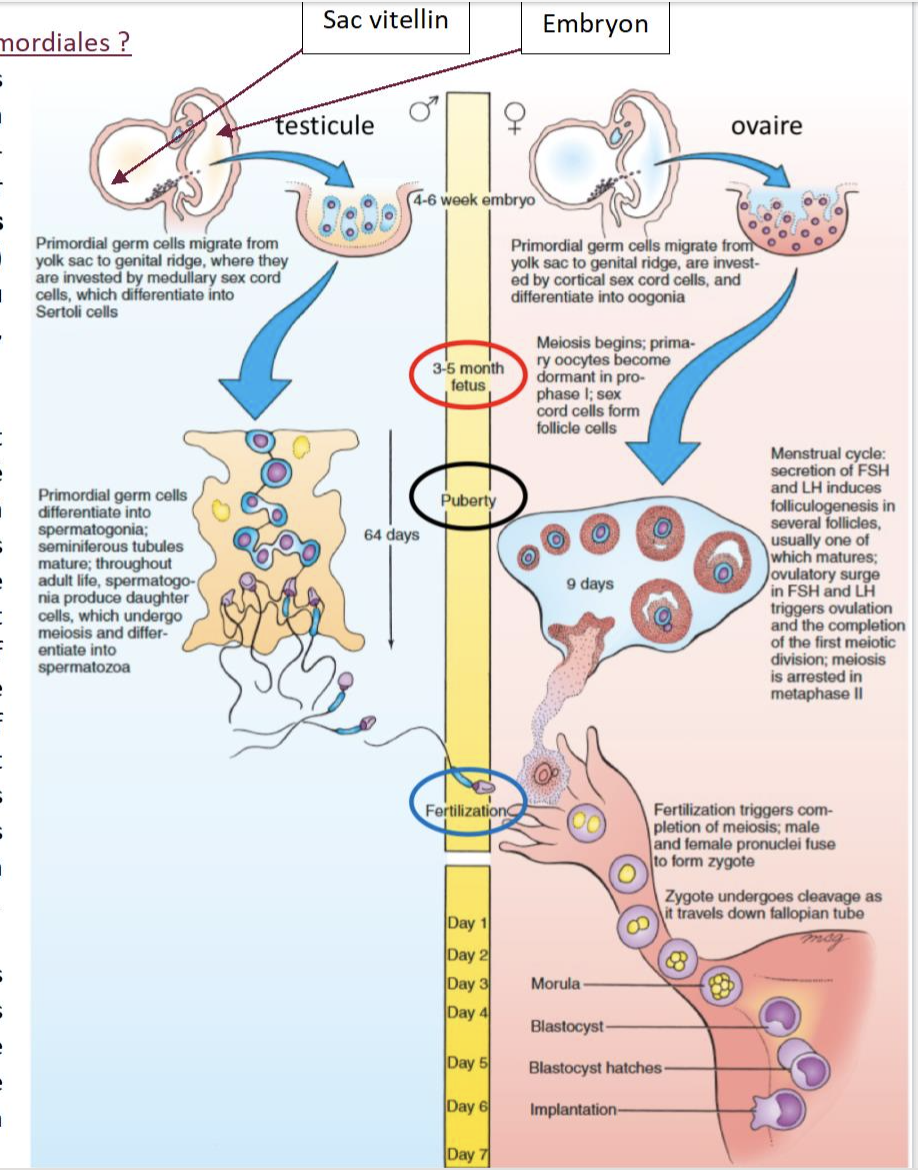 <p>Diploides→ deviennent gametes haploides via méiose</p>