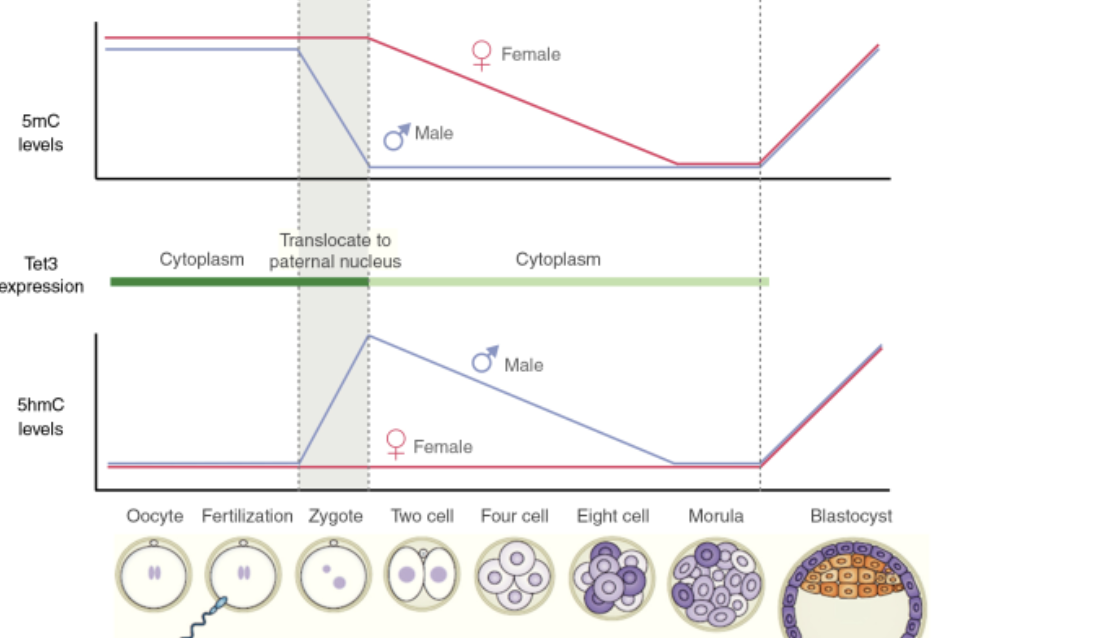 <ul><li><p>Starts after zygote formation – before implantation to uterus</p></li><li><p>Imprinted genes are not demethylated</p></li><li><p>Maternal and paternal chromosomes show different kinetics of demethylation</p></li><li><p>Remethylation begins at the blastocyst, as the ICM methylation goes high while trophectoderm methylation stays low</p></li><li><p>Tet3 expressed in oocyte and zygote</p></li><li><p>After fertilization, Tet3 protein moves from cytoplasm to male paternal nucleus</p></li><li><p>Converts 5mC to 5hmC/5fC/5caC</p></li><li><p><strong><u>Paternal genome undergoes rapid and almost complete demethylation:</u></strong></p></li></ul><ol><li><p>This is very dramatic as 90% of the sperm genome is methylated!</p></li><li><p>Demethylation of paternal genome is active</p></li><li><p>5hmC is then diluted as the embryo divides toward the morula</p></li></ol><ul><li><p><strong><u>Maternal genome under passive demethylation:</u></strong></p></li></ul><ol><li><p>Oocytes have lower (~40%) levels to begin with</p></li><li><p>Maternal genome appears resistant to active demethylation (e.g., TET)</p></li></ol><ul><li><p><strong><u>Why is paternal genome actively demethylated:</u></strong></p></li></ul><ol><li><p>One hypothesis is that it allows maternal control by removing any distinguishing paternal epigenetic marks</p></li><li><p>Removes any marks that may favor a specific embryo</p></li><li><p>Allows equal distribution of resources to embryos</p></li></ol><p></p>