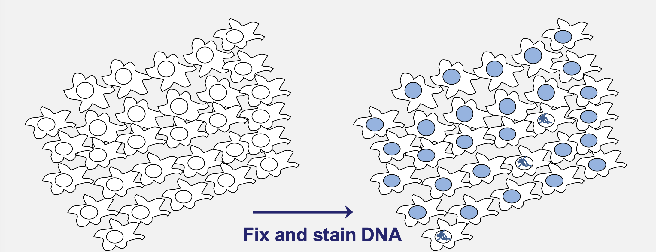 <p>How is M‑phase length estimated?</p>