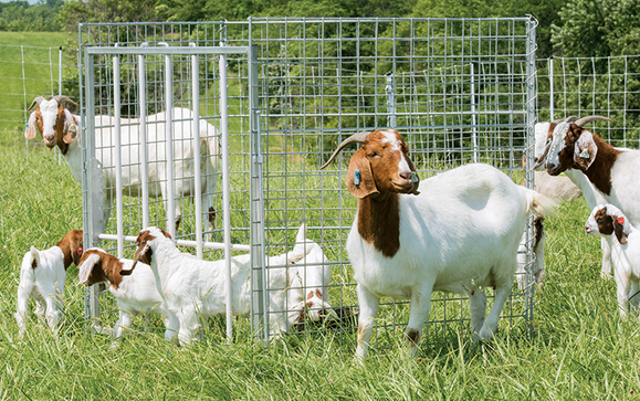 <p>specific way food is offered so young animals can eat the food, but the adults cannot </p>