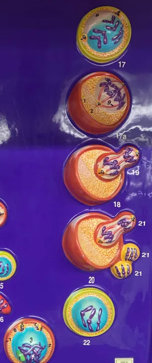 <p>what is this specific process called</p>