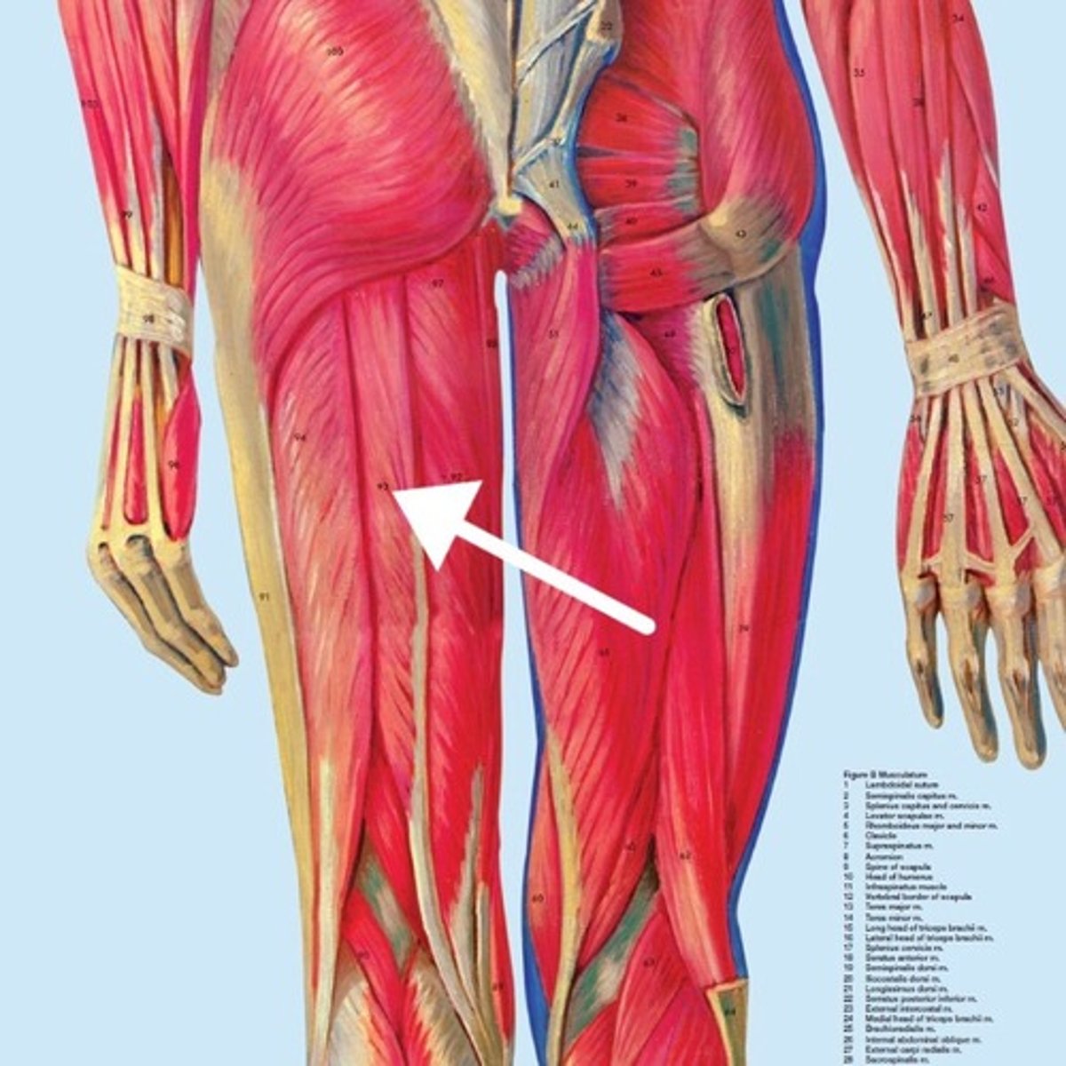 <p>What is this muscle?</p>