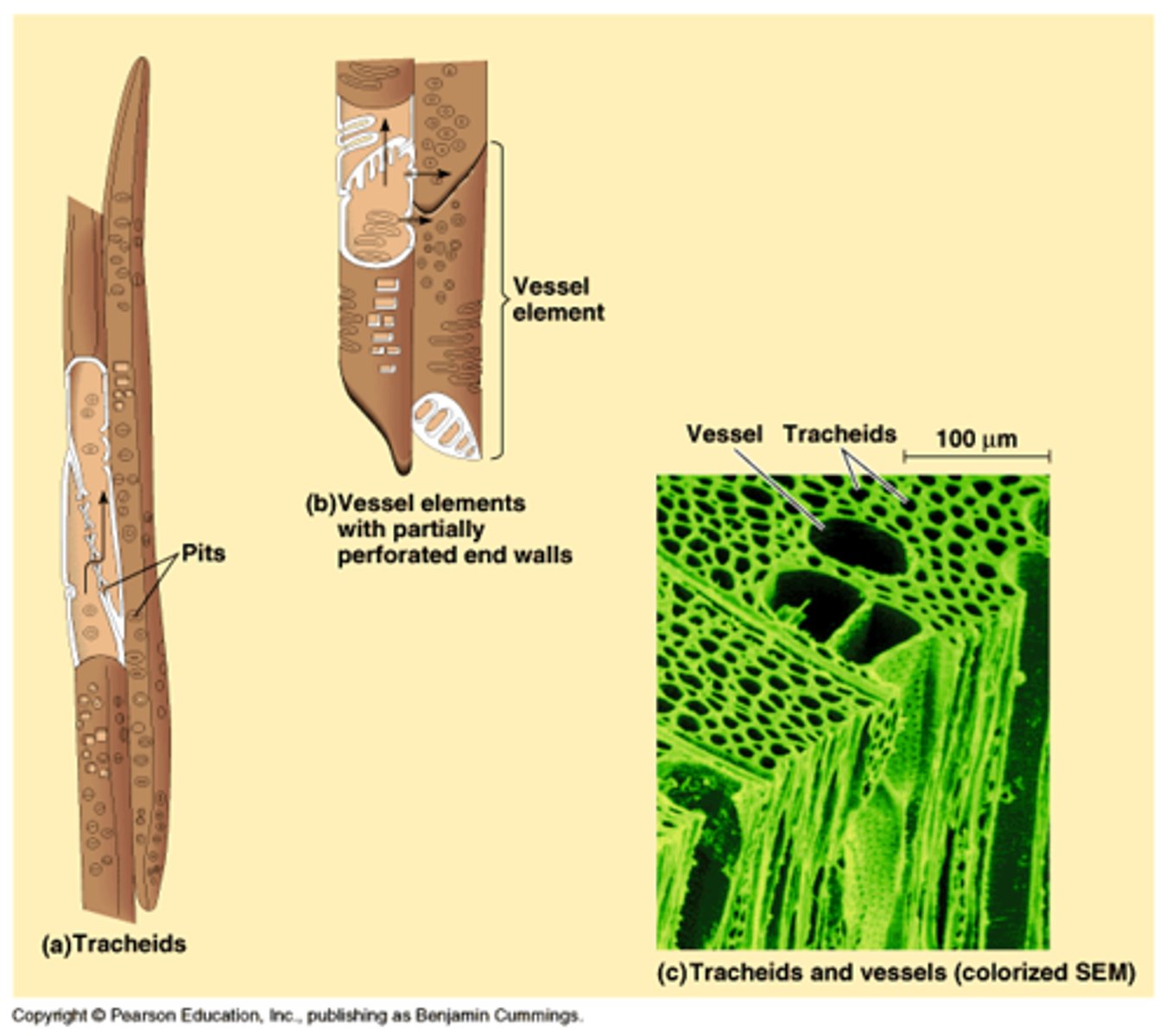 <p>tracheids; tracheids</p>