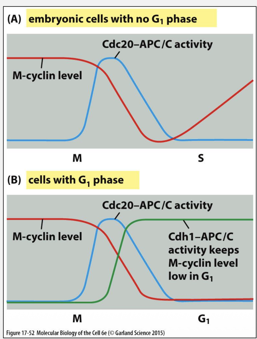 <ul><li><p><strong>Cdc20‑APC/C:</strong> Activated by M‑Cdk (negative feedback)</p></li><li><p><strong>Cdh1‑APC/C:</strong> Maintains low cyclin levels in G1 (positive feedback)</p></li></ul><p></p>