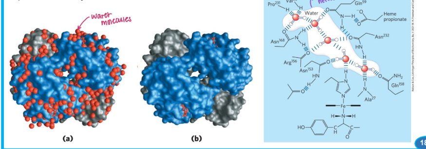 <p>For <strong>macromolecules</strong>,<span style="color: green;"><strong> the most stable structure usually maximizes _______</strong></span></p><ul><li><p>H2O molecules are often found to be bound so tightly to biomolecules that they are part of the crystal structure. </p></li></ul><p></p>