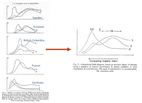 <p>The changes in basic faunal parameters taken along gradients or organic enrichment from 5 different locations. </p><p>Sediments near the discharge point are devoid of benthic macrofauna</p><p>As you move further away, the first species to be encountered tended to be small and few then, some short distance away, community abundances rise and then fall dramatically</p><p>Species richness and abundance begin to increase towards the ecotone point</p><p>After the ecotone point, as the environment becomes less polluted the community tends to transition towards the composition of unpolluted environment </p>