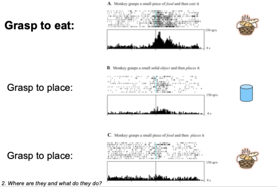 this cell responds to eating