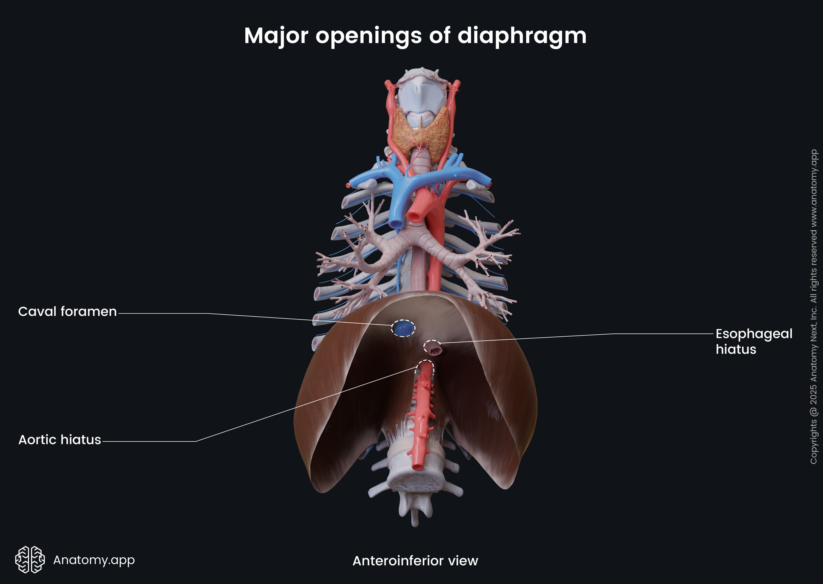 <p>Answer: The abdominal aorta.</p><p>Extra Information:</p><ul><li><p>The transition occurs at the T12 aortic hiatus.</p></li></ul><p></p>