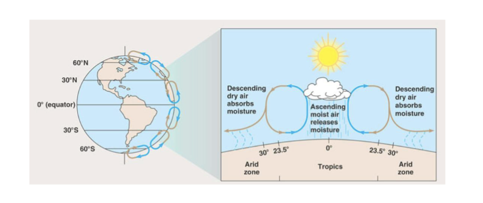 <ul><li><p>Air gets to upper troposphere about 11 or 12 miles up (before stratosphere) and then comes down, and as it descends it is very dry and absorbs moisture.</p></li><li><p>and so you have deserts around 30 degrees north and south where the cool air is falling</p></li></ul><p></p>