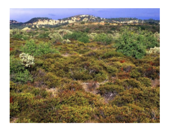 <p>California Plant Community 1</p>