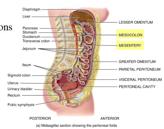 <p>five major peritoneal folds that bind the organs to one another and to the cavity walls</p><p>Greater omentum</p><ul><li><p>largest peritoneal fold.</p></li><li><p>Connects the stomach to the transverse colon</p></li><li><p>Drapes over the transverse colon and the anterior coils of the small intestine.</p></li><li><p>Contains: lymph nodes and a large amount of adipose tissue that can greatly expand</p></li></ul><p>Falciform ligament</p><ul><li><p>attaches the liver to the anterior abdominal wall and diaphragm.</p></li></ul><p>Lesser omentum</p><ul><li><p>suspends the stomach and duodenum from the inferior edge of the liver.</p><ul><li><p>pathway for blood vessels to enter the liver</p></li><li><p>contains the common bile duct</p></li></ul></li></ul><p>Mesentery (small) and Mesocolon (large)</p><ul><li><p>attach intestine to posterior abdominal wall</p></li><li><p>Loose attachment so muscular contractions can mix and move the contents along the GI tract</p></li></ul><p></p>