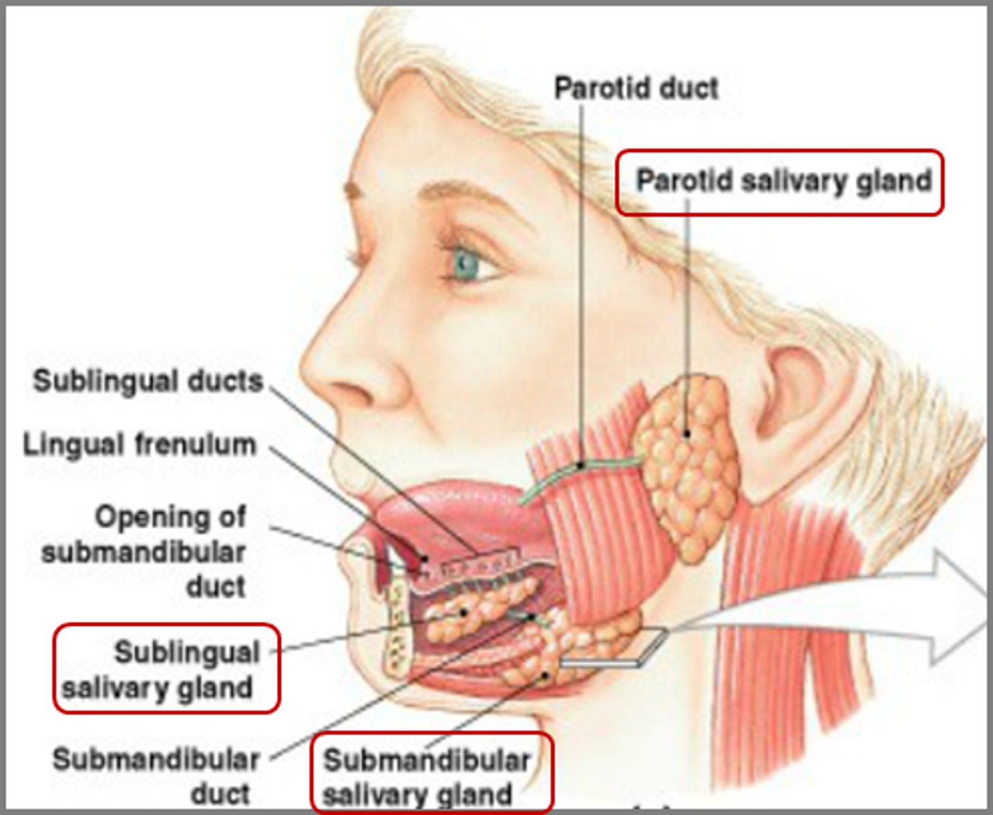 <p>The parotid (located near the masseter muscle), submandibular (located deep in the mandible), and sublingual (located under the tongue).</p>