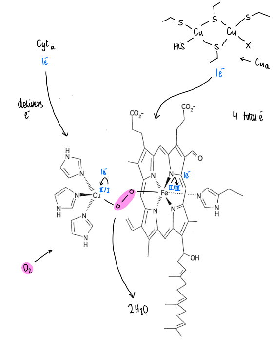 <p>Cyt<sub>a</sub> delivers an electron to the copper centre, converting it from Cu(I) to Cu(II).</p><p>Cu<sub>a</sub> protein delivers an electron, converting the iron centre from Fe(II) to Fe(III).</p><p>Oxygen binds to both the Cu and Fe, storing 2 electrons.</p><p>This means 4 electrons are stored inside CCO, which can be rapidly released for the reduction of oxygen into water.</p>