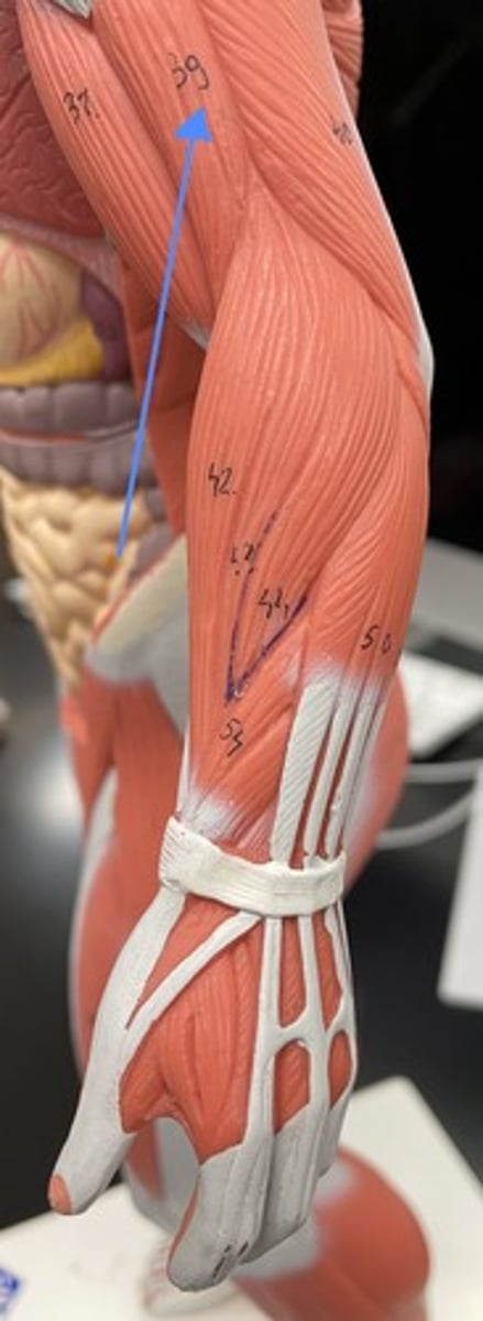<p>brachialis</p><p>origin:</p><p>insertion:</p><p>action:</p>