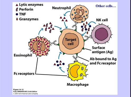 <p>Cytotoxicity + Negative Signaling</p>