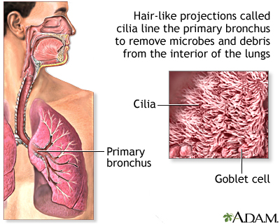 <p>Many short hair-like structures</p><p><em>ex: Respiratory tract </em></p>