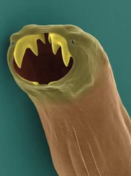 <ul><li><p>estrongilídeos de cão e gato </p></li><li><p>parasitam intestino delgado </p></li><li><p>3 pares de dentes na boca</p></li><li><p>acinzentados</p></li><li><p>1cm </p></li><li><p>áreas tropicais e sub-tropicais </p></li></ul><p></p>