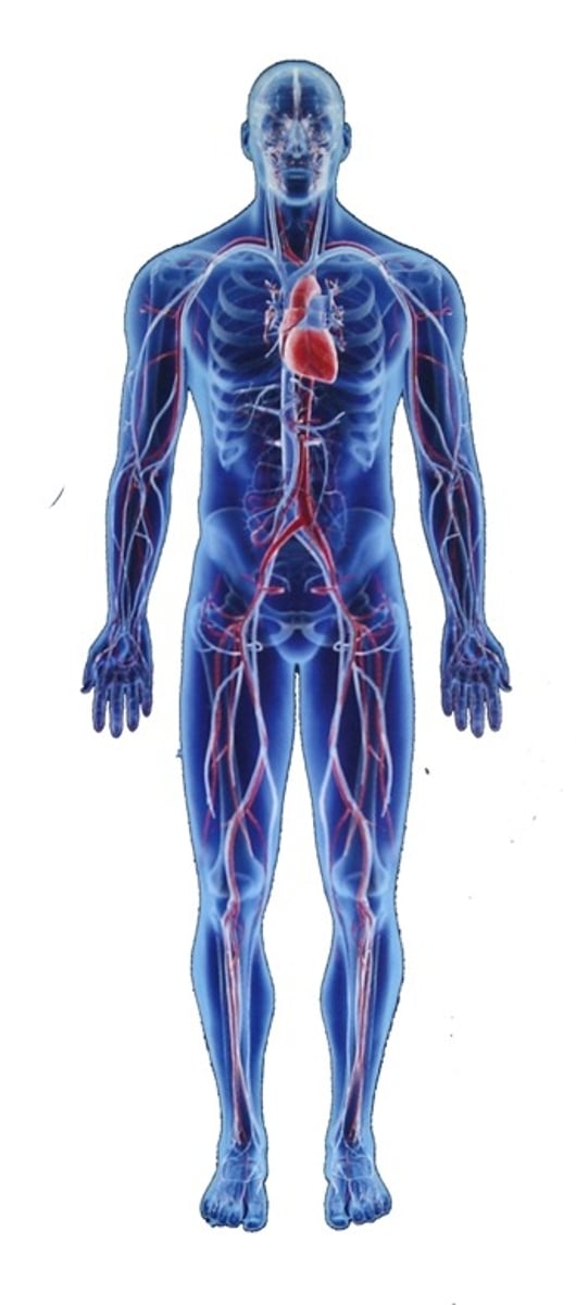 <p>Behavior or personality is influenced by biological factors such as genetics and biochemistry, and is influenced by these factors</p>