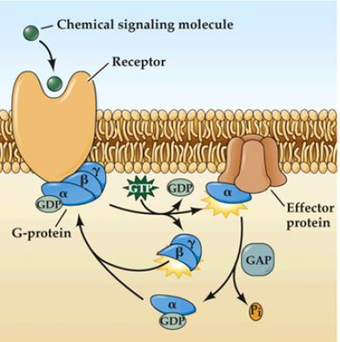 <p>Protein complexes composed of three subunits, usually alpha, beta, and gamma. Activated by G-protein coupled receptors. Gs, which is a stimulator of signal transduction, and Gi, which inhibits signal transduction. Gq, activates phospholipase C</p>