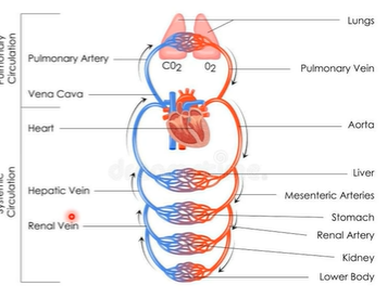<p>"Special circulations" are distinct from "normal" (systemic) circulation because they prioritize maintaining blood flow to vital organs despite changes in systemic blood pressure</p><p></p><p>we have 3 types of circulation</p><p>-cerebral</p><p>-coronary</p><p>-sphlanchic (liver + kidney)</p>