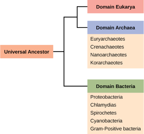 <p>major group of prokaryotes; more closely related to eukarya than bacteria; includes extremophiles and methanogens(produce methane) but can also live in normal conditions; no human-disease causing </p>