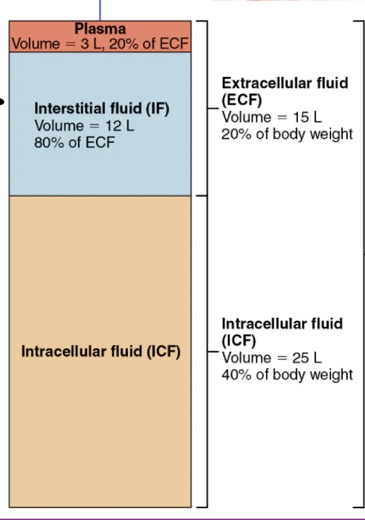 <p>separated by selectively permeable membranes, moving from one side to the other</p><ul><li><p>Extracellular fluid: plasma + interstitial fluid </p></li><li><p>Intracellular fluid </p></li></ul><p></p>
