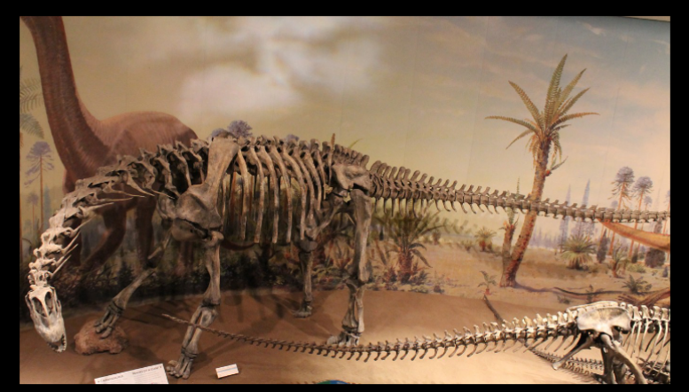 <ul><li><p>upper jurassic of north america</p></li></ul><p></p>