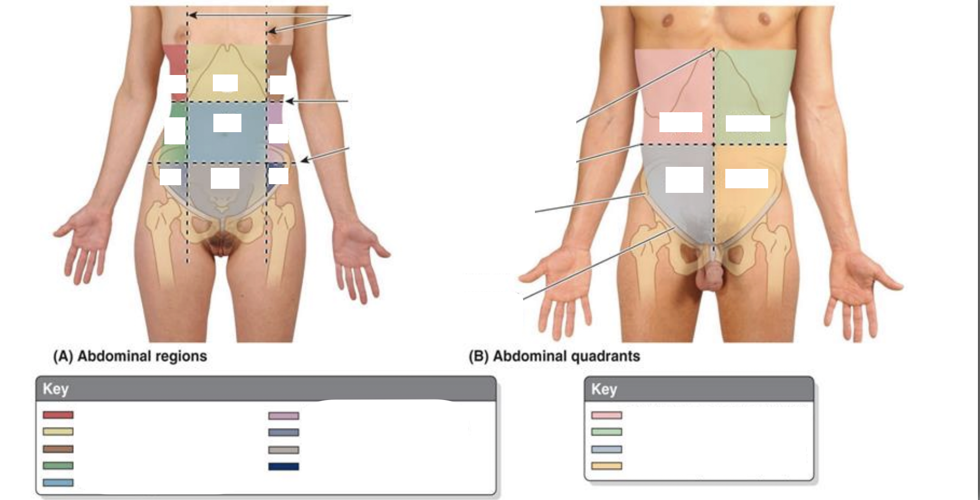 <p>Describe the regional and quadrant reference systems of the abdomen.</p>
