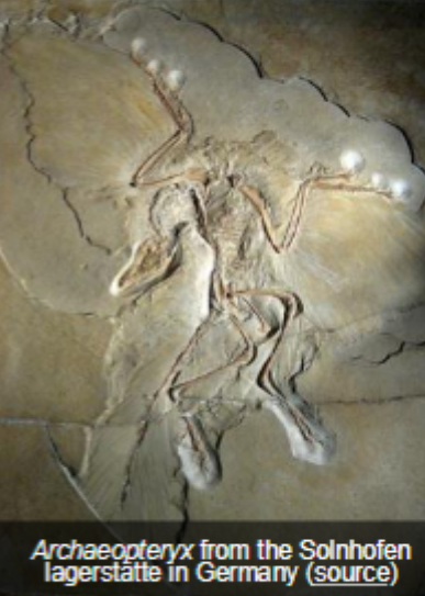 <p>German = lager 'storage, lair’; stätte 'place'): a fossil deposit with exceptional preservation</p><p>Often <strong>anoxic </strong>(oxygen limited) environments that preserve many individuals with evidence of soft tissue</p><p>● The <strong>Solnhofen Limestone</strong> is a lagerstätte that includes dinosaurs</p>