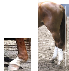 <p>proximal suspensory ligament desmitis of hindlimb is harder to diagnose than in the forelimb, how is it done?</p>