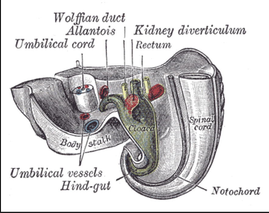 <p>A single pouch that needs to separate anteriorly into the bladder, and posteriorly into the rectum/anus.</p>