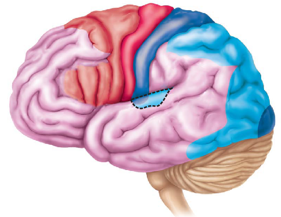 <p>The circled area is involved with which of the following?</p>
