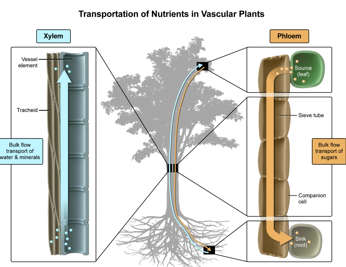 <p>E</p><p>2 kinds of vascular tissues in plants are xylem and phloem:</p><ul><li><p><strong>Xylem&nbsp;</strong>is composed of <strong>tracheids</strong><span style="line-height: 1.6em;">&nbsp;and&nbsp;</span>vessel elements; it transports water and minerals.</p></li><li><p><strong>Phloem</strong> is composed of sieve cells and companion cells; it transports sugars.</p></li></ul><p></p><p><em>A. Light capture</em></p><p>Light capture in plants occurs in chloroplasts. Chloroplasts are organelles containing chlorophyll pigments that absorb light energy for photosynthesis.<em><br></em></p><p><em>B. Gas exchange</em></p><p>Gas exchange in plants occurs through stomata. Stomata are pores on the leaves that open and close via guard cells to allow gases to move between the plant and the environment.<em><br></em></p><p><em>C. Sugar movement</em></p><p>Sugar movement in plants occurs through vascular tissue known as phloem, which is composed of sieve cells and companion cells.</p><p></p><p><em>D. Nutrient storage</em></p><p>Nutrient storage in plants occurs within organelles called vacuoles, which store water, ions, and nutrients. </p>