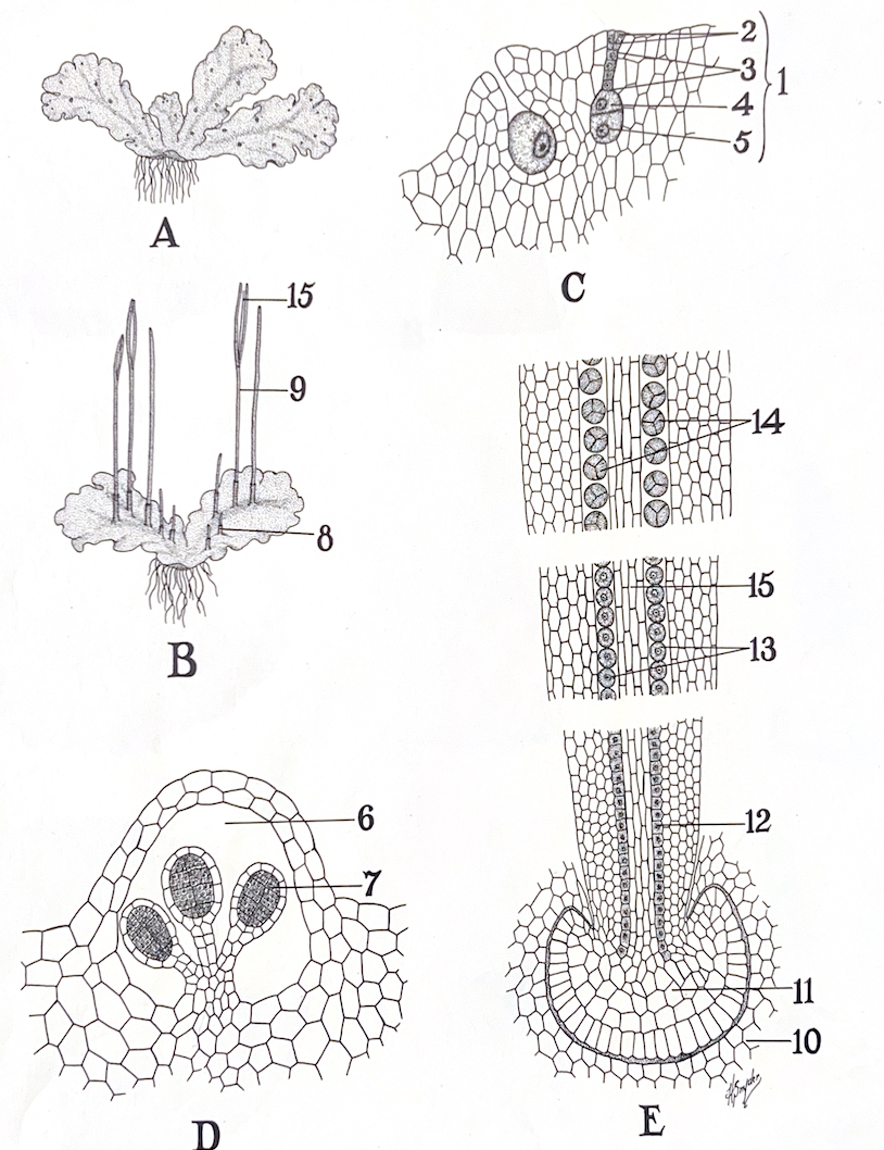 <p></p>