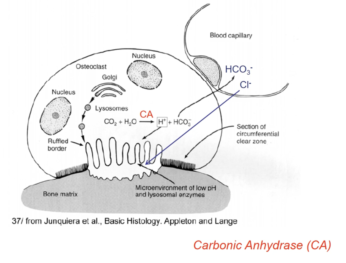 <ul><li><p>Secretes HCL and proteases</p></li><li><p>proteases that function well at lower pH and break down the case bone</p></li><li><p>Breaking down forms a calcium pool which enters the bloodstream</p></li></ul><div data-type="horizontalRule"><hr></div><ul><li><p>Important equation</p><ul><li><p>Carbonic anhydrase enzyme uses carbon dioxide and water to form free protons and bicarbonate</p></li><li><p>Bicarbonate goes to the blood capillary</p></li></ul></li></ul><ul><li><p>Blood capillary brings in Cl, and proton and Cl form HCl</p></li></ul><div data-type="horizontalRule"><hr></div><ul><li><p>HCl dissolves the bone first, and then the proteases breaks it down</p></li></ul><p></p>