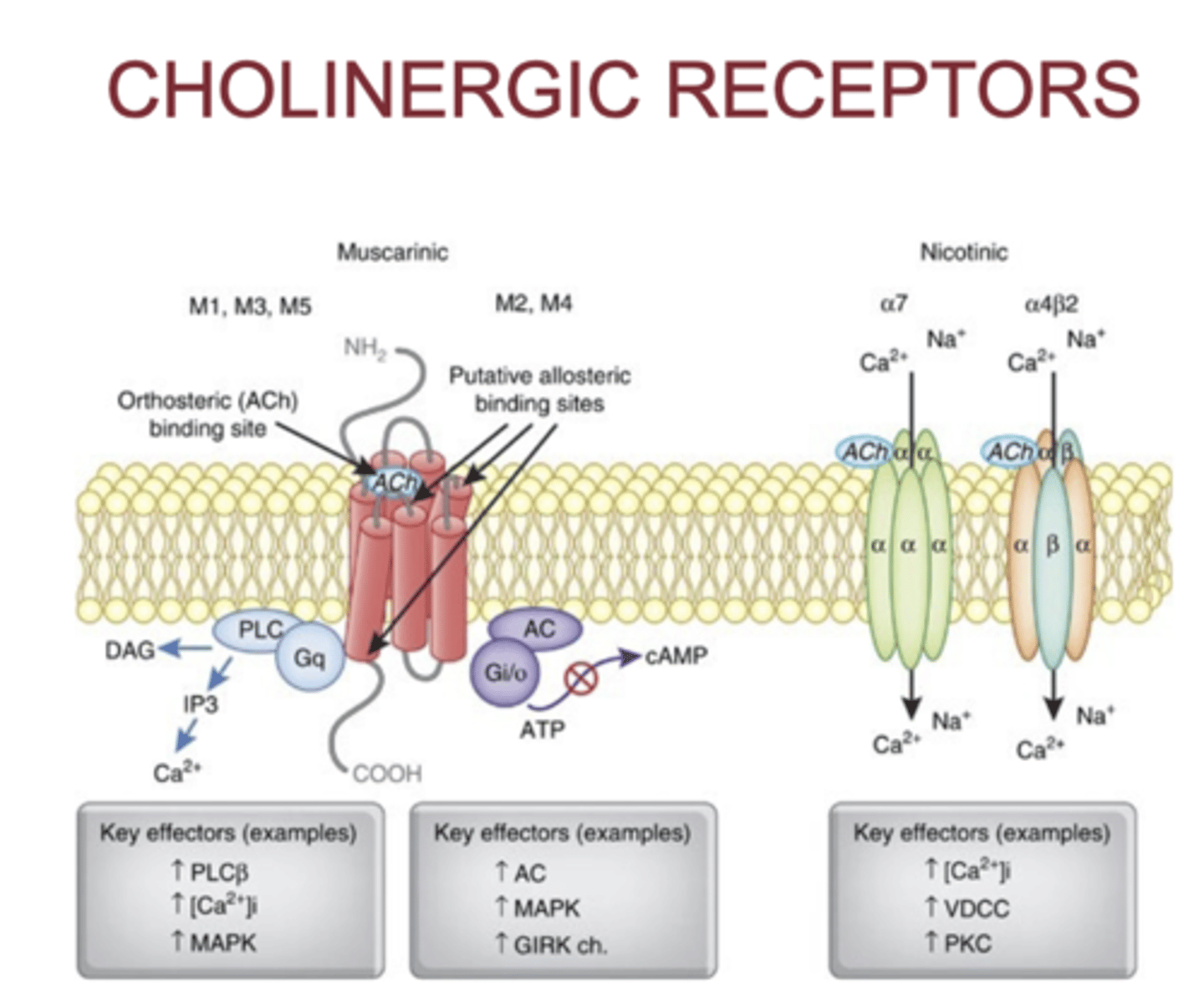 <p>- main receptors that ACh bind to </p><p>- Muscarinic</p><p>- Nicotinic</p>