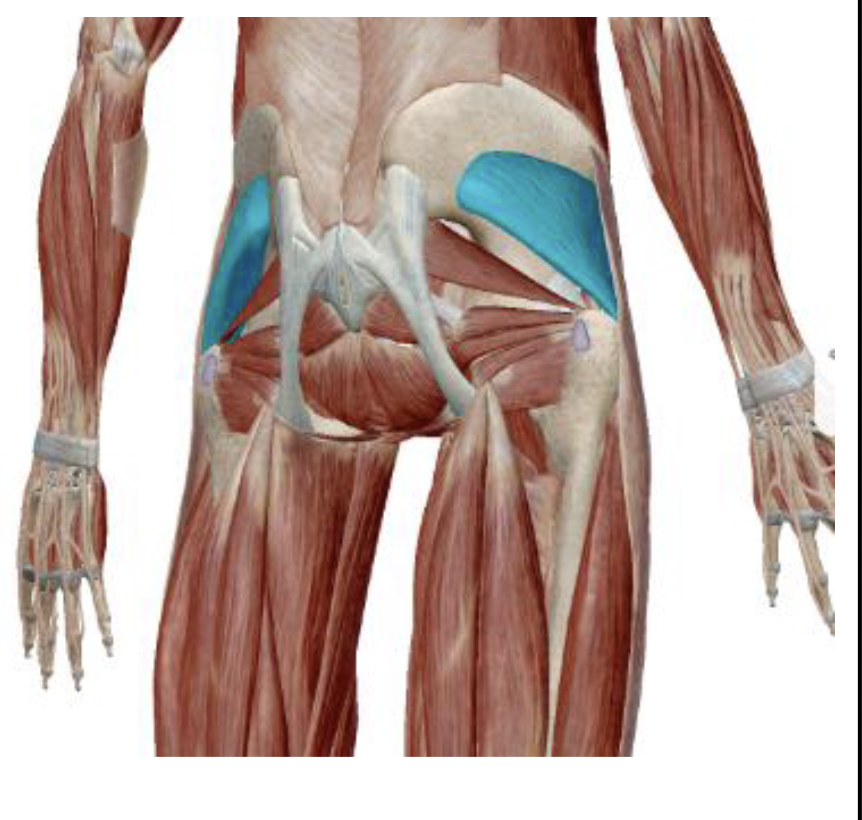 <p>What is the muscle name, its origin, its insertion, its action, and its innervation?</p>