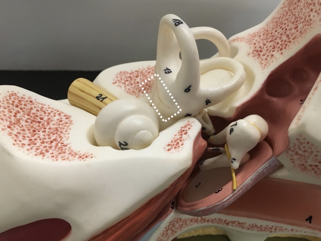 <p><span>name the region indicated</span></p>